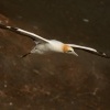 Terej australsky - Sula serrator - Australian Gannet - takapu 1398